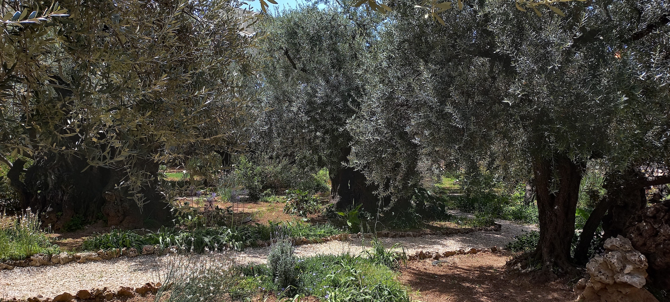 Izrael 2024: Ogród Getsemane w Jerozolimie
